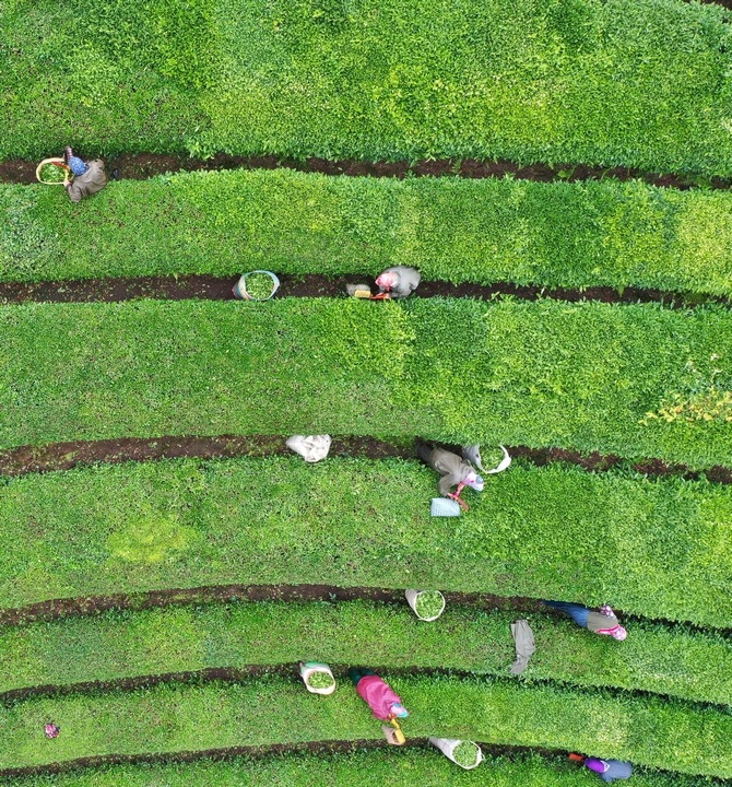 Rize'de örnek çay bahçeleri turizme katkı sağlıyor galerisi resim 1