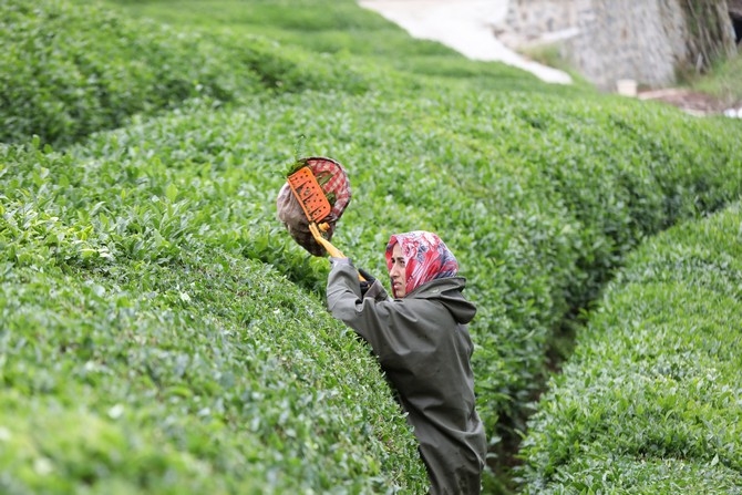 Rize'de örnek çay bahçeleri turizme katkı sağlıyor galerisi resim 16
