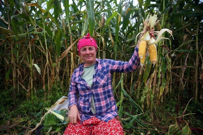 Karadeniz kadınının tarladan sofraya "mısır unu" mesaisi galerisi resim 1
