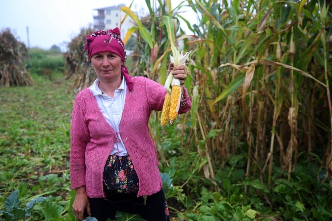 Karadeniz kadınının tarladan sofraya "mısır unu" mesaisi galerisi resim 2