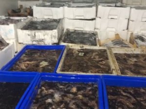 Çanakkale’de Bi Ton Deniz Patlıcanı Ele Geçirildi