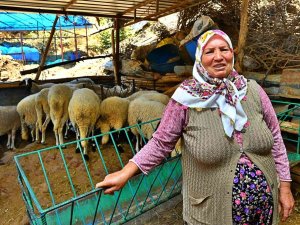 İzmir Büyükşehir Belediyesinin Verdiği 3 Koyundan 48 Koyuna