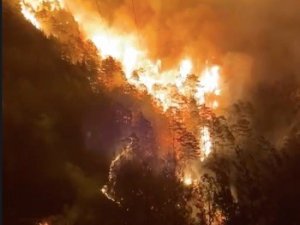 Alanya’da Orman Yangını