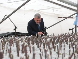 Şanlıurfa Yeşile Bürünüyor