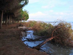 Samsun’da Kıyı Erozyonu: Hırçın Karadeniz Ağaçları Kökünden Söktü
