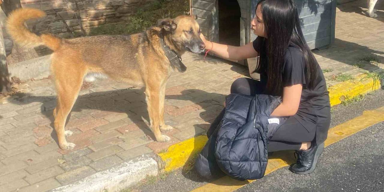 Ekim D Nya Hayvanlar Koruma G N Nde Polis Ekiplerinden Anlaml Ziyaret