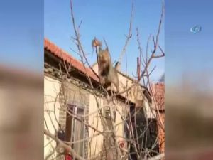 Kedi Fareyi Böyle Köşeye Sıkıştırdı