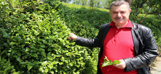 Ziraat Odası Yaş Çay Fiyatı Beklentisini Açıkladı