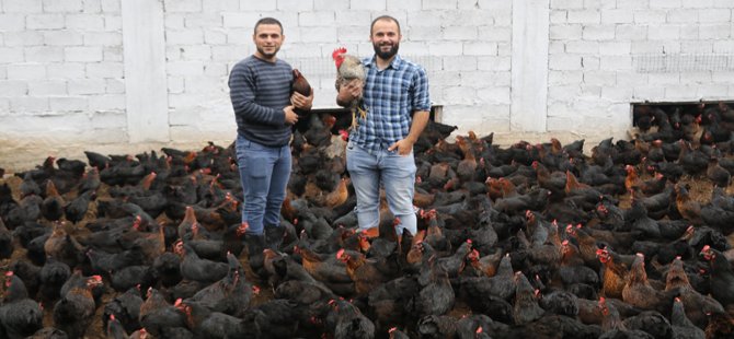 Bankacılıktan Bin 500 Tavuklu Çiftliğe