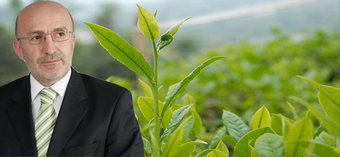 Uzun'dan Çay Üreticisine Budama Yapın Çağrısı