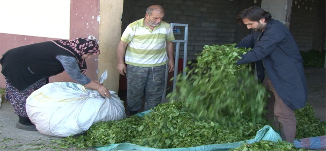 ÇAYKUR, 1 Hafta Daha Çay Alımı Yapacak