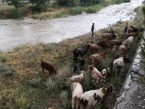 Yağmur Suları Yükselince Dere Kenarında Mahsur Kaldılar