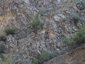 Artvin’de Yaban Keçisi Sürüsü Kameralara Yakalandı