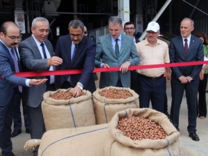 Giresun’da İlk Fındık 18,36 Tl’den İşlem Gördü