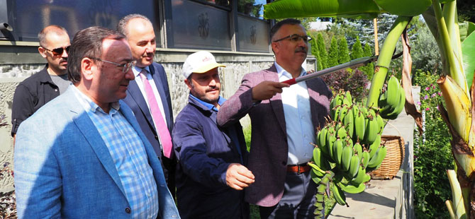 ÇAYKUR'dan Muz Hasadı