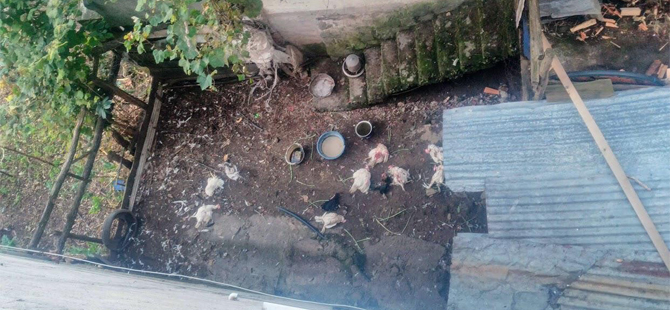 Mahalleye Giren Köpek 75 Tavuk, 10 Hindiyi Telef Etti