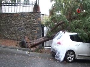 Arnavutköy’de Şiddetli Rüzgar Ağacı Kökünden Söktü
