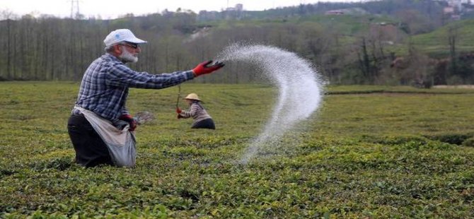Rize Umumi Hıfzısıhha Kurulundan Çay Gübrelemeye Rize'ye Gelecekler İçin Duyuru