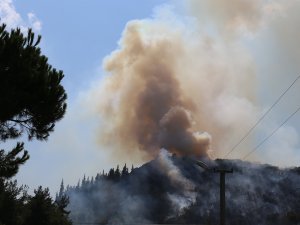 Kocaeli’deki Orman Yangını İle İlgili 1 Kişi Gözaltına Alındı