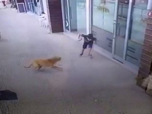 İstanbul’da Küçük Çocuğa Köpek Saldırısı Kamerada