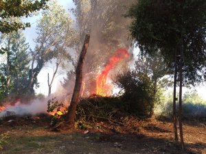 Yalova’da Orman Yangını