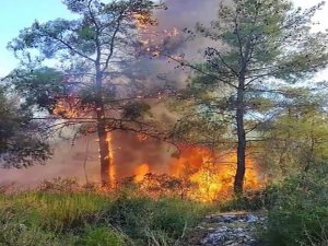 Antalya’daki Orman Yangını Büyümeden Söndürüldü