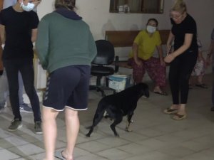 Ev Yangınında Dumandan Etkilenen Köpeği İtfaiye Kurtardı