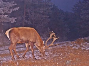 Fotokapanlara Vaşak Ve Birçok Yaban Hayvanı Takıldı