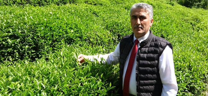 ÇAYÜDAD Başkanı Mavi: Yaş Çay Fiyatından Memnunuz