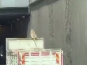 Kamyon Üzerinde Seyahat Eden Köpek Şoke Etti