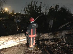 Altınova’da Fırtına Ağaçların Devrilmesine Neden Oldu