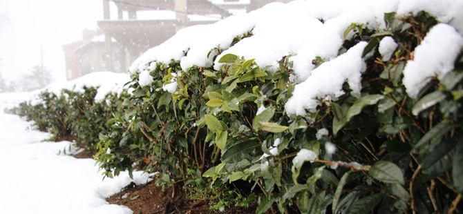 Çay Üreticileri Çaya Kar Yağmasından Memnun