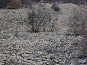 Yaban Keçileri İlk Kez Bu Kadar Yakından Görüntülendi