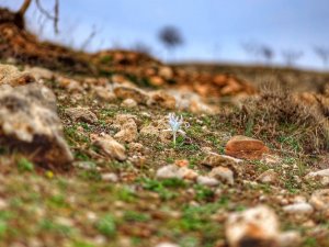 Elazığ’da Nevruz Çiçekleri Açtı