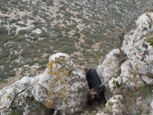 Kayalıklarda Mahsur Kalan Keçi Kurtarıldı