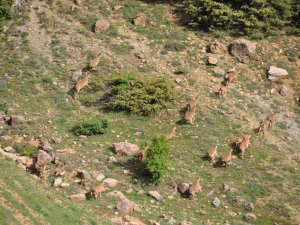 Tunceli’de Yaban Keçileri Dron İle Görüntülendi