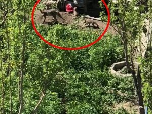 Yüksekova’da İlçe Merkezine İnen Tilki Yavrularıyla Görüntülendi