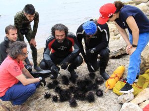 Akdeniz’de Dikenli Zehirli İstilacı Deniz Kestanesi Tehlikesi