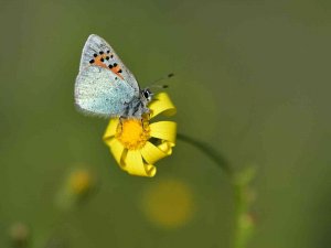 Van Gölü Havzası’nın Kelebekleri Uçmaya Başladı