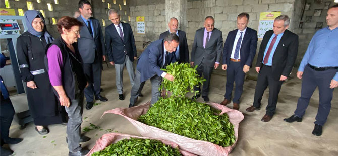 Beyaz Çayın Kilo Fiyatı Belli Oldu