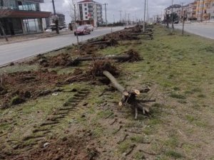 Ağaç Katliamı Yapan Chp’li Belediyeden İlginç Cevap: “Dekora Uymuyor”