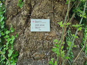 300 Yıllık Çınar Ağaç, ’Anıt Ağaç’ Olarak Tescillendi