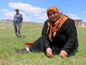 Adına Bir Çok Türkü Yazılan Yabani Ot, Onlarca Yemeğe De Lezzet Katıyor