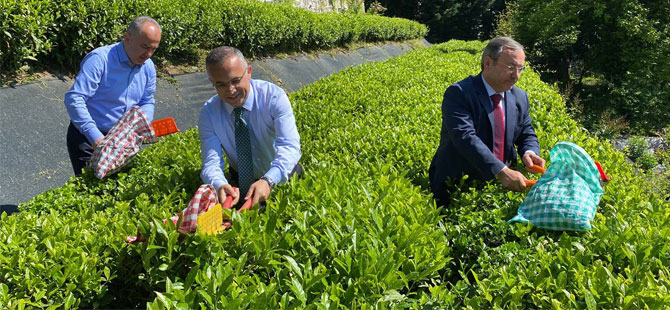 ÇAYKUR, 2022 yılı kampanyasının ilk gününde 13 ton yaş çay aldı