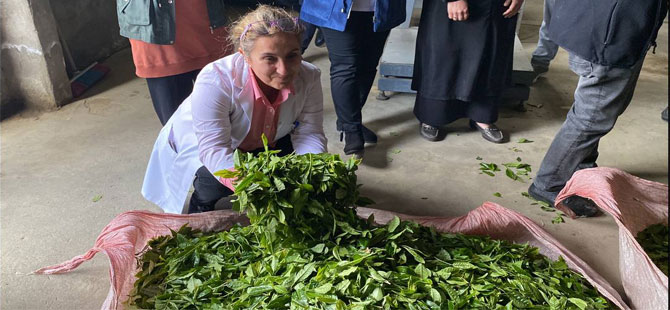 ÇAYKUR, 1 Haftada 20 Bin Ton Yaş Çay Aldı