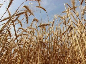 Dünyanın Peşinde Koştuğu Buğdayda Hasat Devam Ediyor