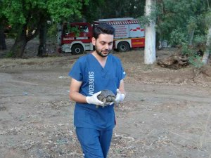 Marmaris’teki Yangında Dumandan Zehirlenen Kaplumbağa Hayata Döndürüldü