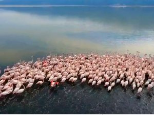Acıgöl’de Flamingolar Böyle Görüntülendi