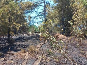 Manisa’da Çıkan Yangın 1 Hektarlık Orman Arazisine Zarar Verdi