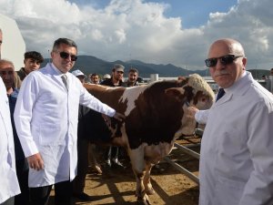 Vali Memiş Ve Başkan Sekmen "Avrupa’nın En Büyük Canlı Hayvan Pazarında" İncelemelerde Bulundu